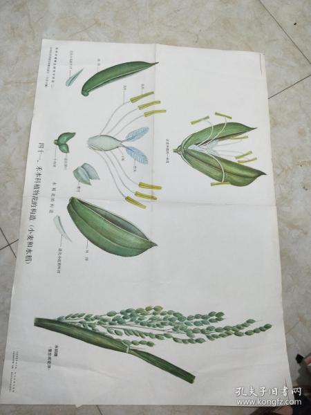 植物及 植物生理教学挂图(二): 植物的营养器官和 繁殖器官