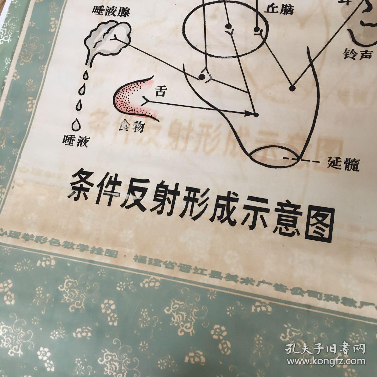 心理学彩色敎学图:条件反射形成示意图(卷轴,90*56cm)