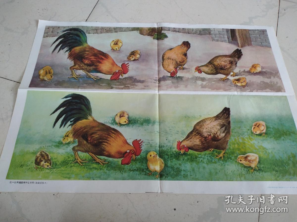 教学挂图《比一比两幅图有什么不同》2开沈枬