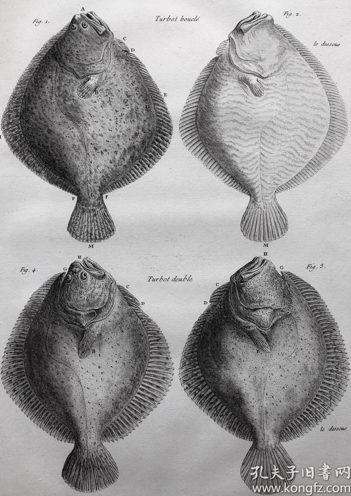 渔业要术 铜版画 多宝鱼
