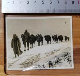 【古董级】收藏级别老照片----满洲国时期-----雪地骆驼队----背面日文
