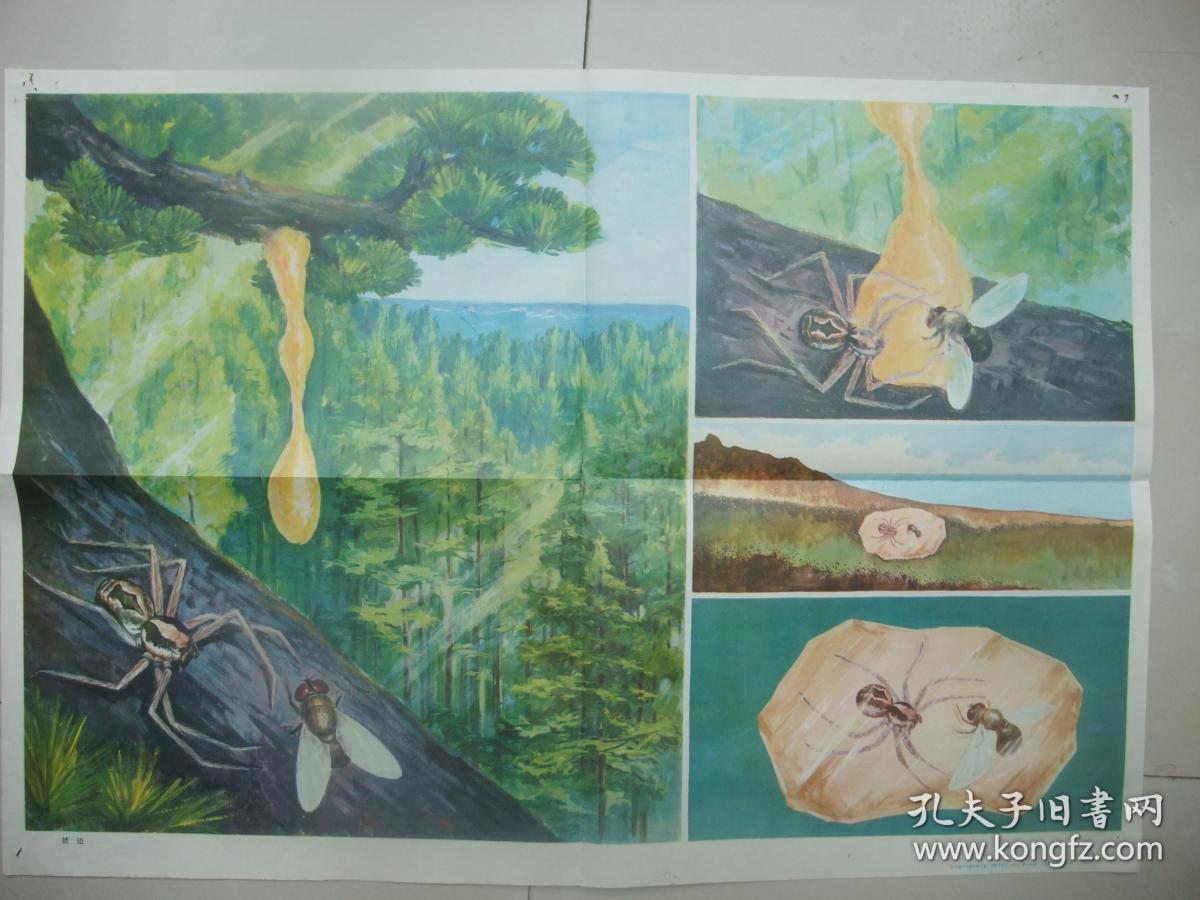 保真保老琥珀的形成过程的图 画戚永昌 琥珀琥珀的形成过程的图画