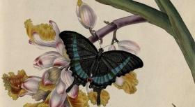 【提供资料信息服务】An Epitome Of The Natural History Of The Insects Of China.中国昆虫自然史.by.Donovan.Edward.1798年，，手工装订