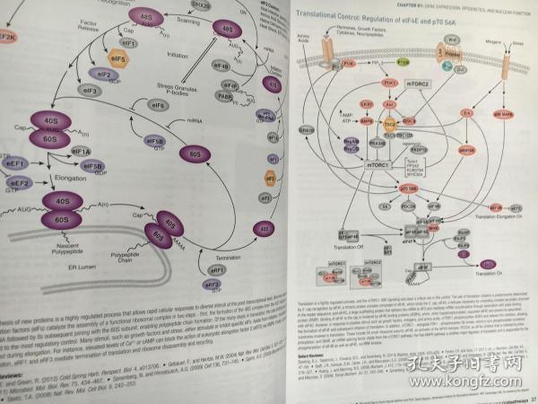 CST Guide: Pathways & Protocols （抗体相关知识和操作步骤的参考工具书）【英文 精装】_CST_孔夫子旧书网