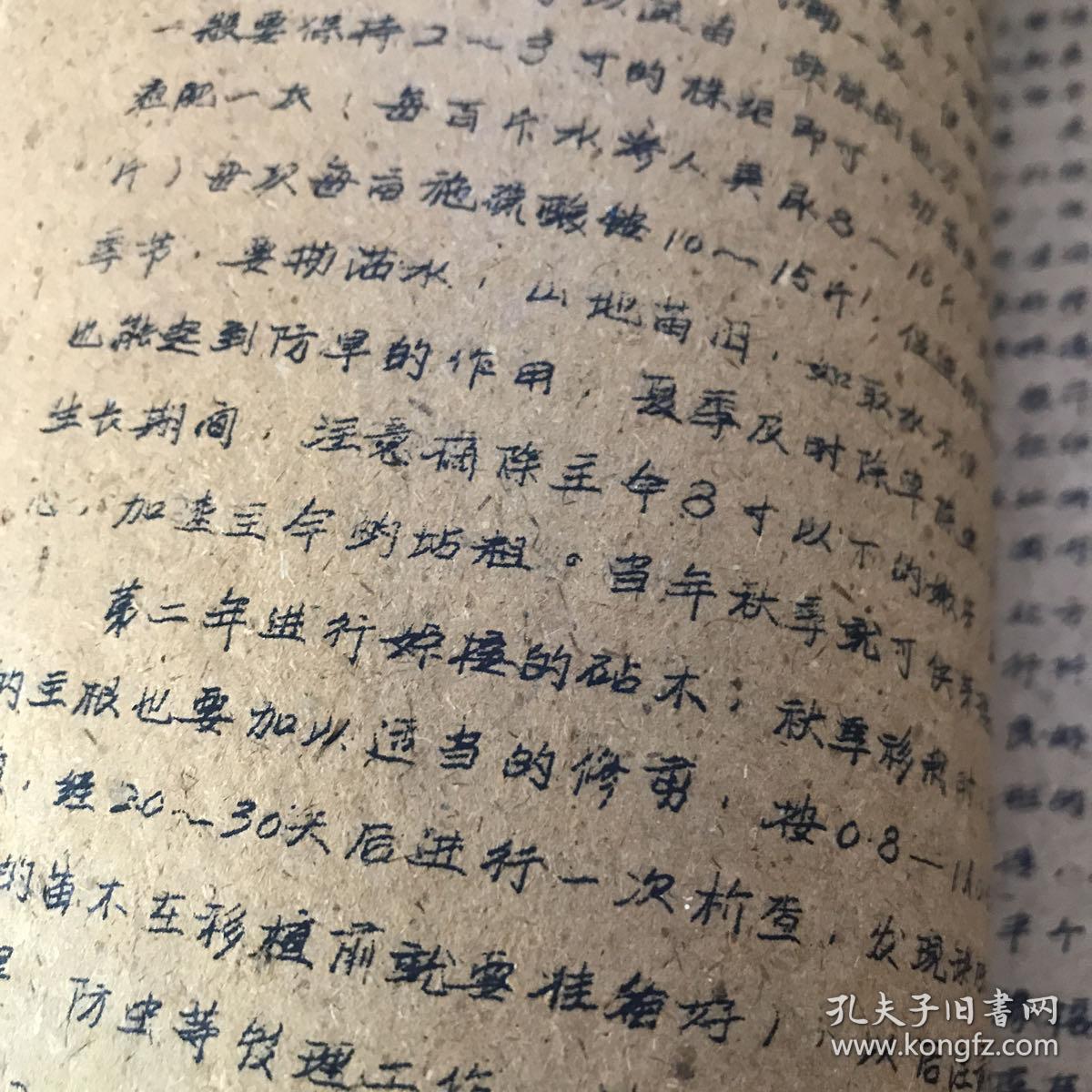 1959年共产主义劳动大学教材 森林植物学讲义 油印本