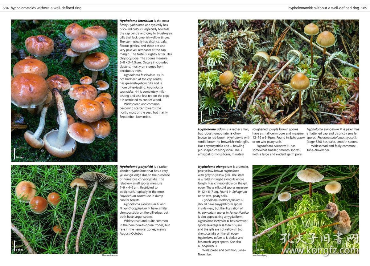of temperate europe 英文原版 欧洲温带真菌 真菌学 蘑菇百科全书