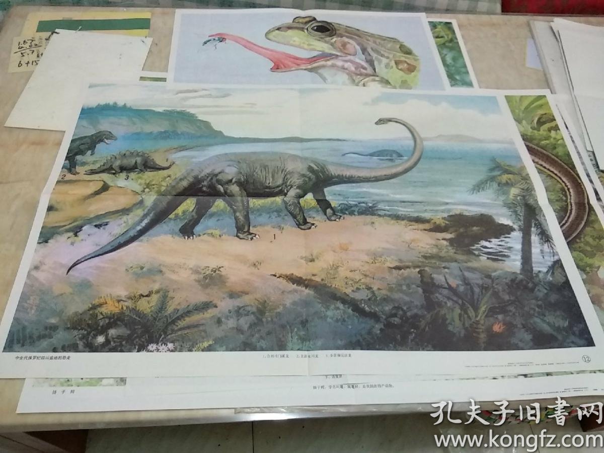 宽77厘米,高53厘米;绘有合川马门溪龙,上游永川龙,多背棘沱江龙等3种