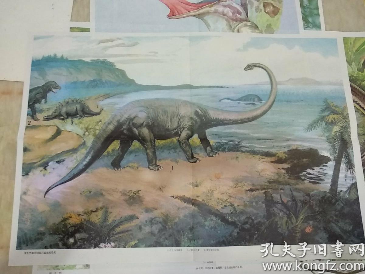 宽77厘米,高53厘米;绘有合川马门溪龙,上游永川龙,多背棘沱江龙等3种