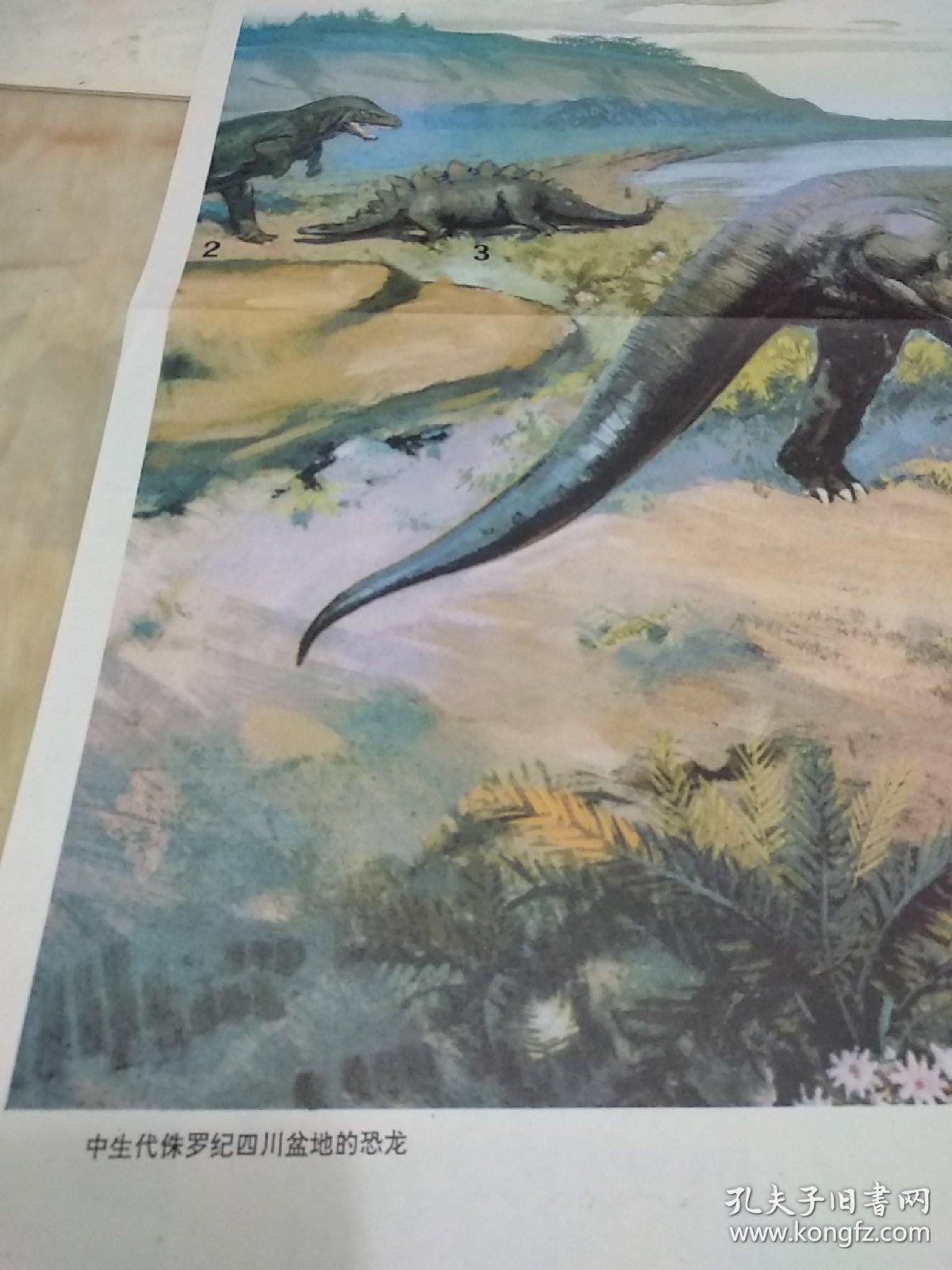 宽77厘米,高53厘米;绘有合川马门溪龙,上游永川龙,多背棘沱江龙等3种