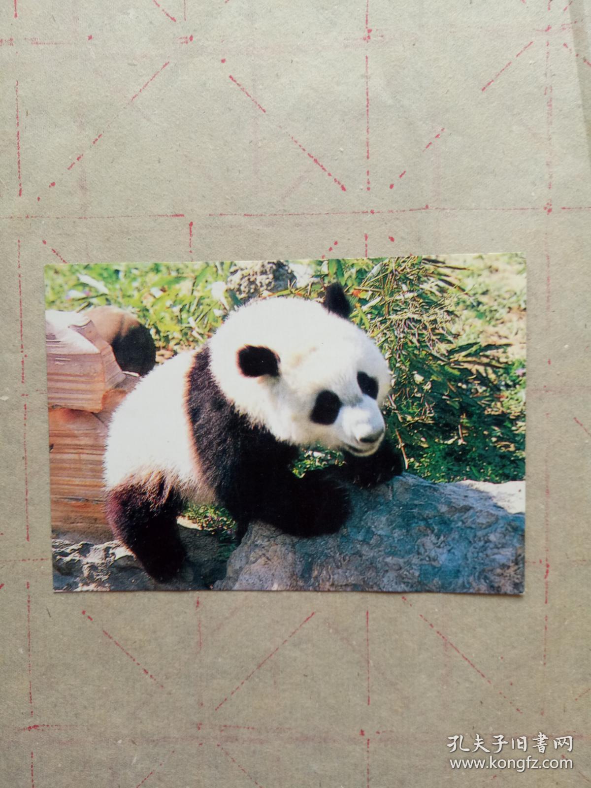熊猫 明信片1张