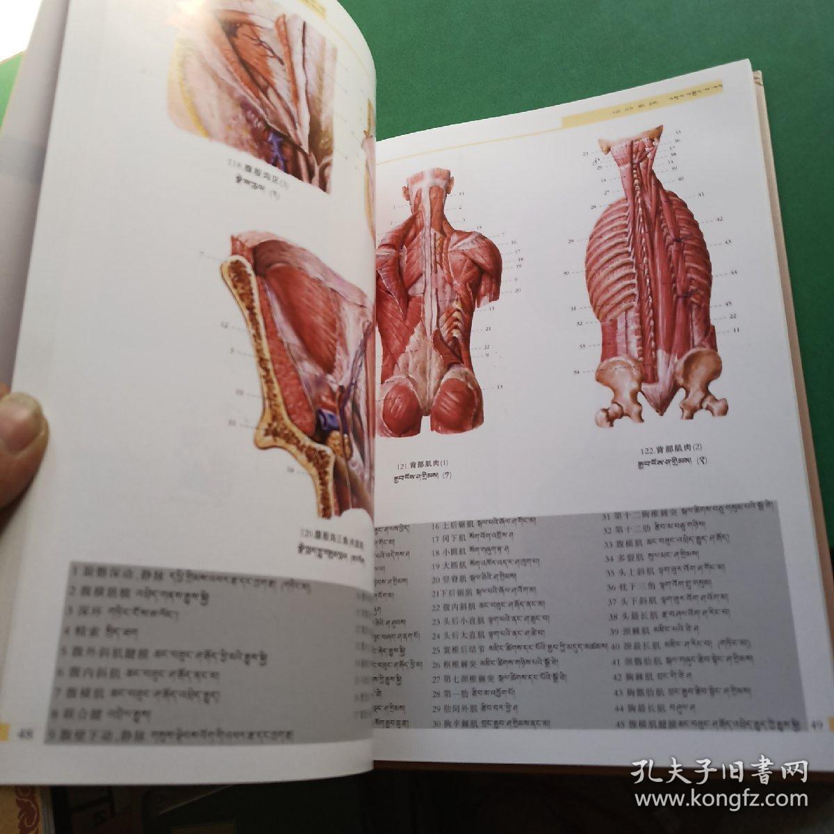 汉藏对照人体解剖学彩色图谱