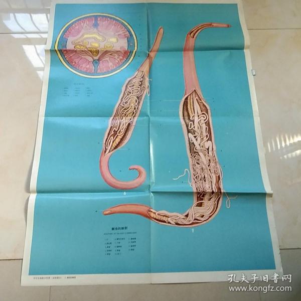 中学 生物 教学 挂图   蛔虫的解剖.