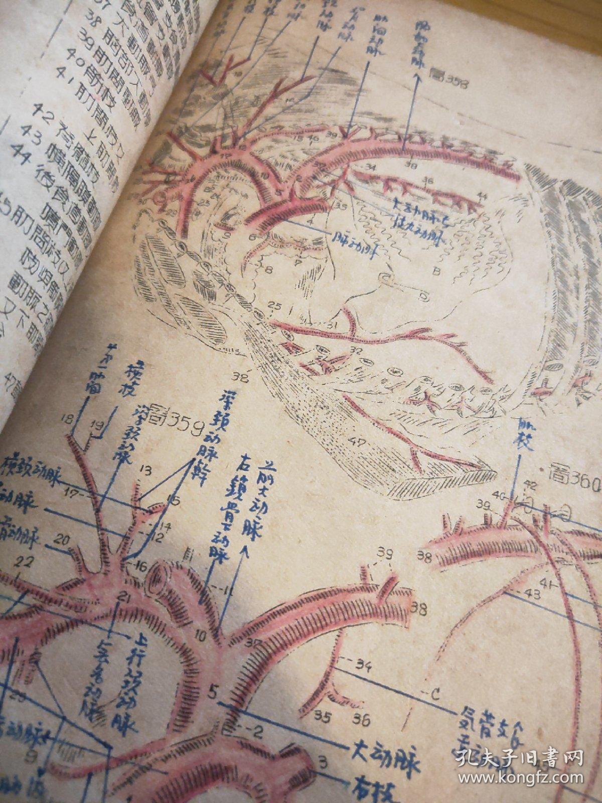 家畜解剖图马体解剖含马之部骨及韧带筋肉内脏血管神经及眼耳蹄