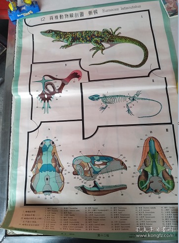 脊椎动物解剖图12--蜥蜴