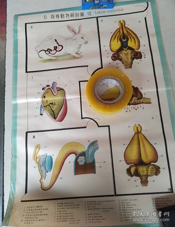脊椎动物解剖图5-兔