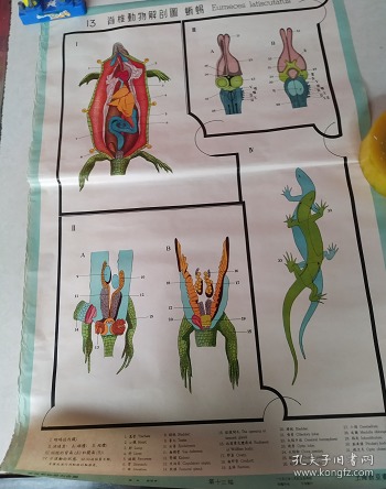 脊椎动物解剖图13--蜥蜴