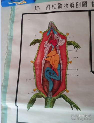 蜥蜴骨骼解剖图图片