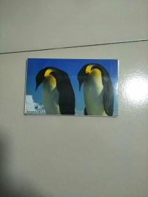 明信片 罗红南帝企鹅作品 全套12张 库存品