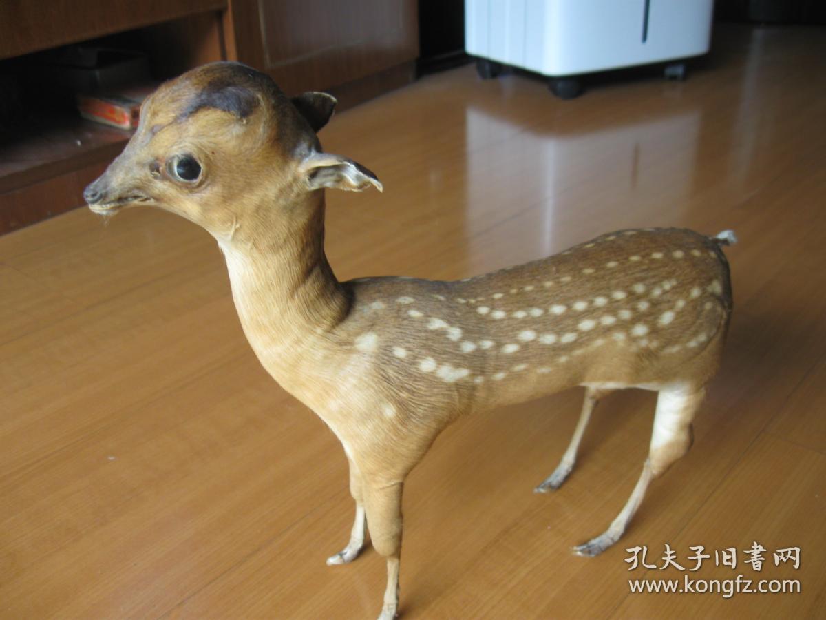 小梅花鹿标本