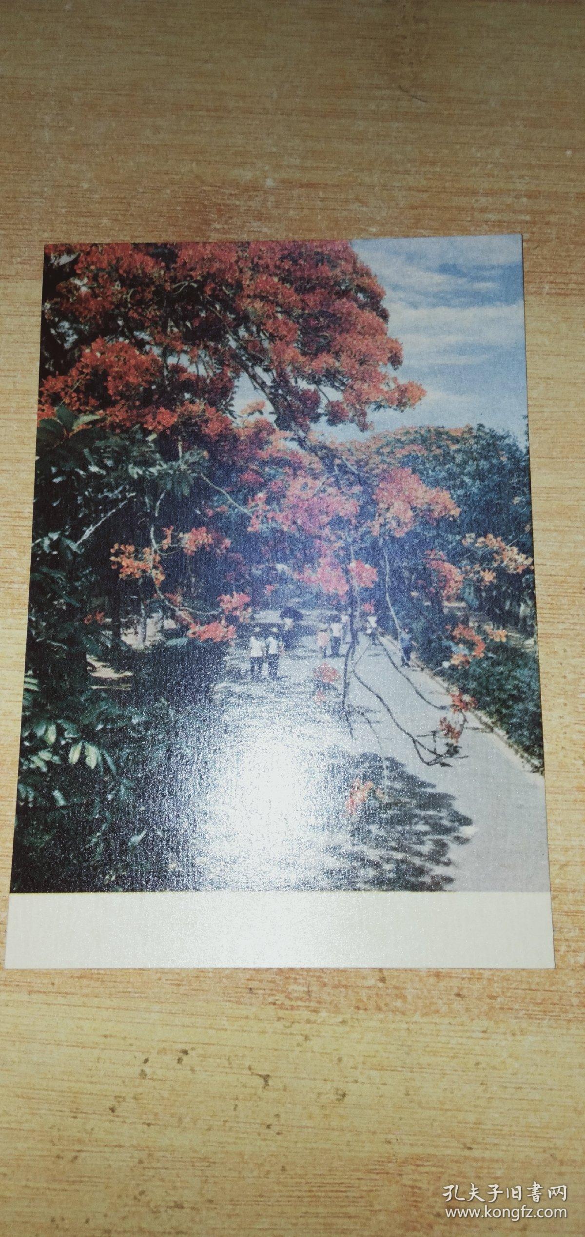 明信片:湛江风景