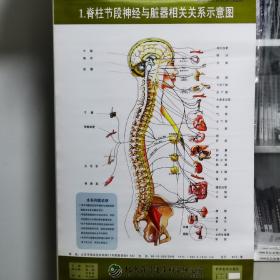 脊柱节段神经与脏器相关关系示意图