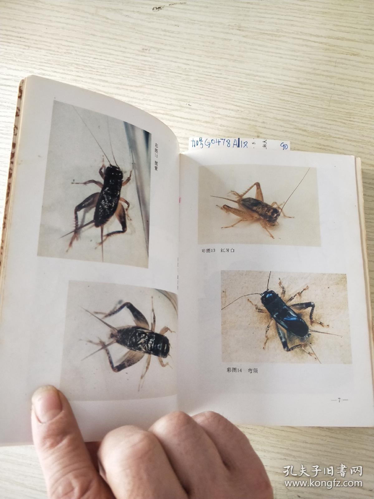 蟋蟀经 签名落款>