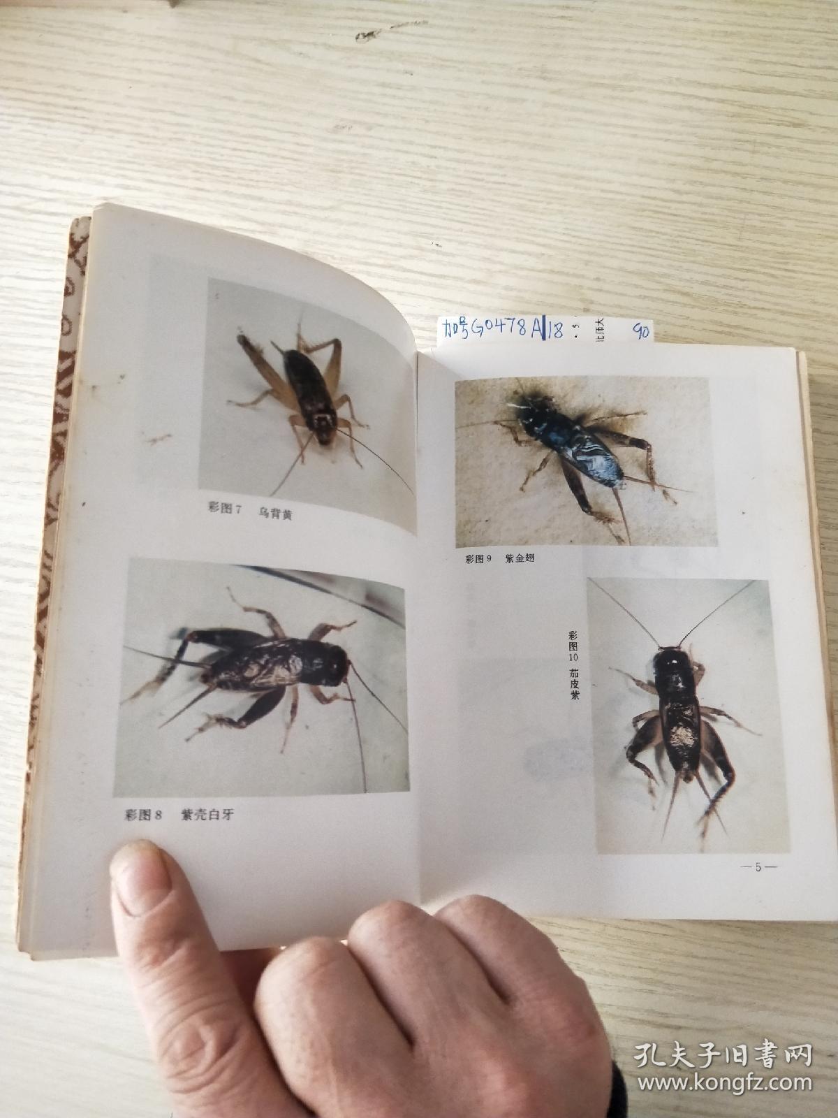 蟋蟀经 签名落款>