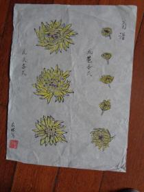 友林初期画稿 手绘《菊谱花苞各式、花头各式》