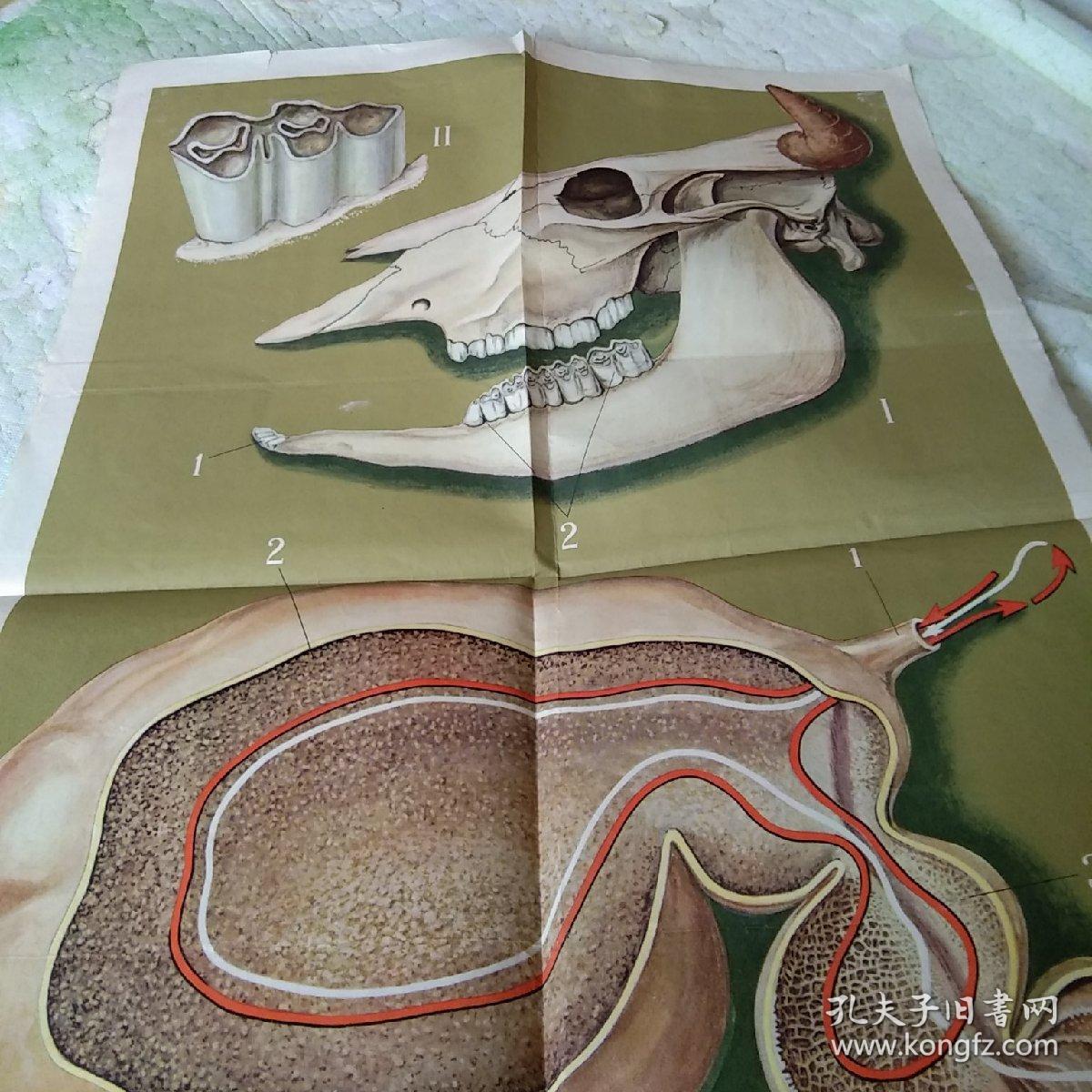 65年 牛的牙齿和牛胃的构造