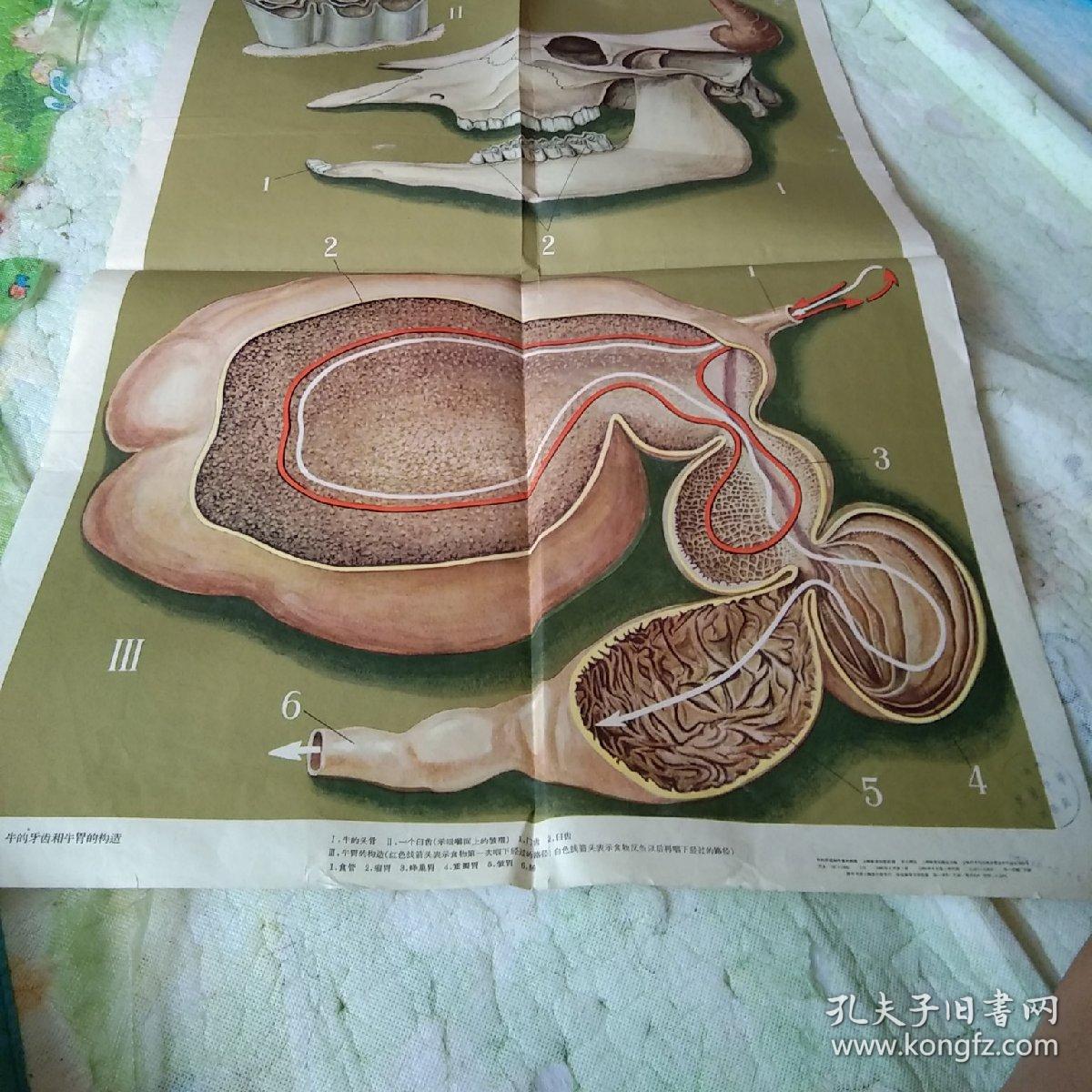 65年 牛的牙齿和牛胃的构造