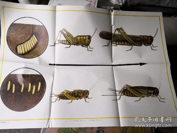 蝗虫和蟋蟀的一生 小学课本自然常识第二册教学挂图