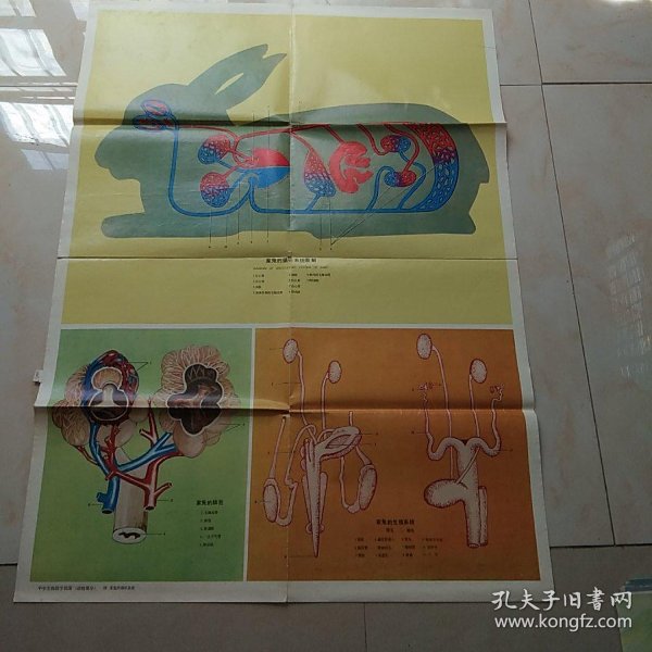 中学动物学教学挂图家兔的循环系统生殖系统
