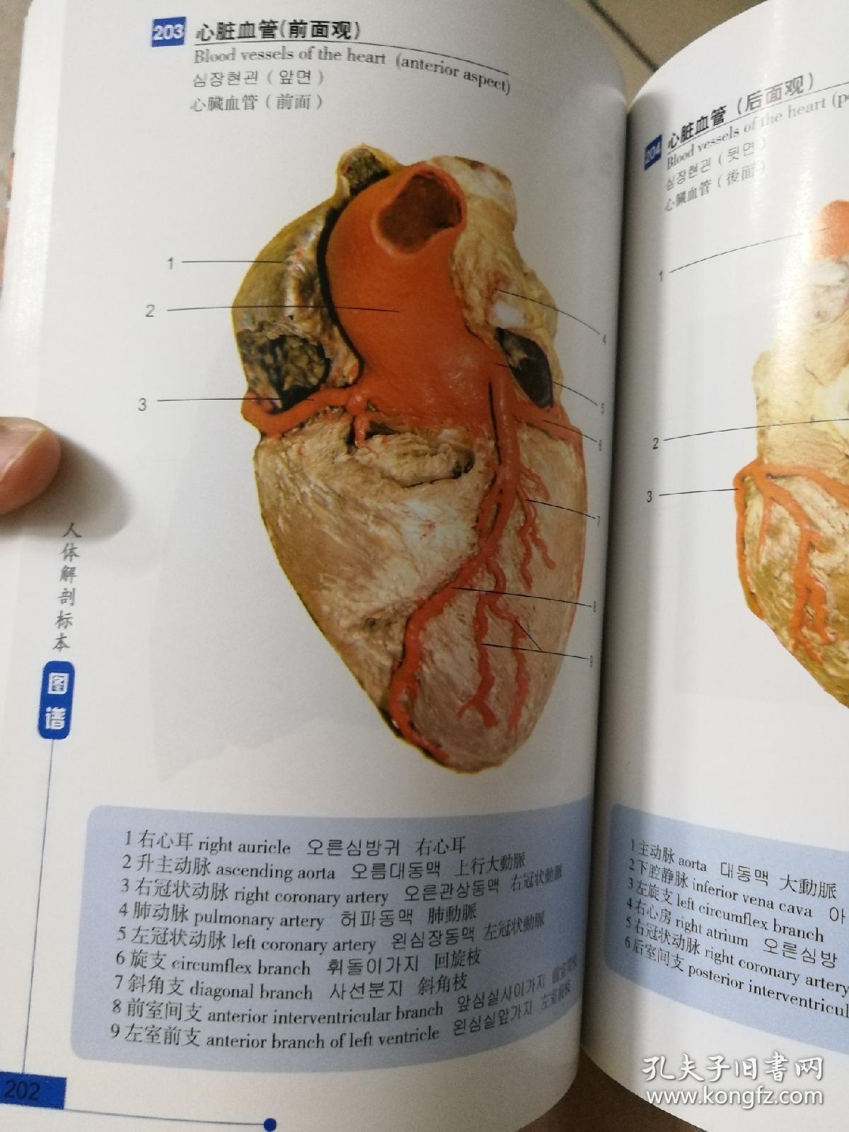 人体解剖标本图谱
