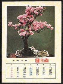 1984年1月【春光烂漫】粉花盆景图，月历卡片，如图。