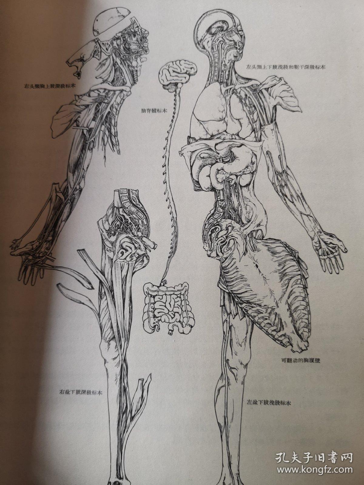 连续层次法解剖图谱(1965年版,江苏新医学院人体教研组签赠 北京医学
