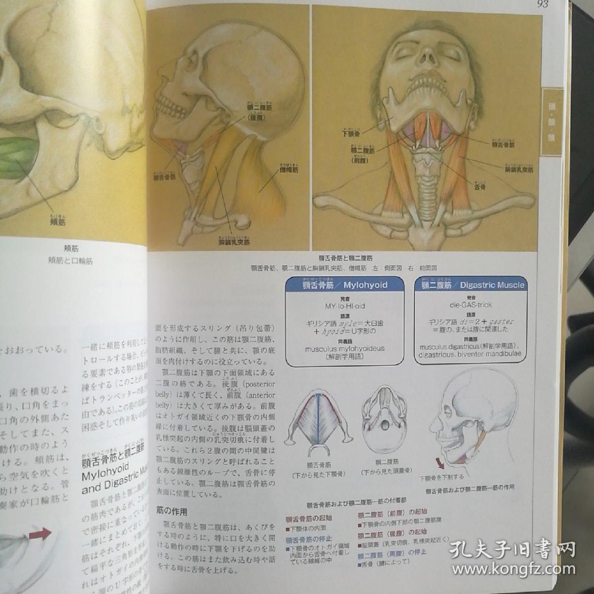 艺用人体美术解剖学アーティストのための美術解剖学 宫永美知代 孔夫子旧书网