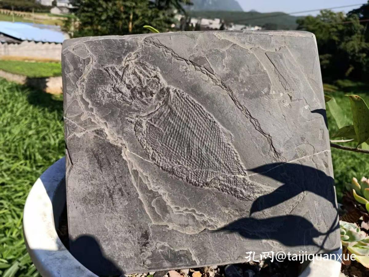 古化石 鱼化石 非常罕见的鱼化石 非常独特的鱼化石 稀有鱼化石 大个鱼 长达约厘米 古色古香 极为稀有 罕见 可遇不可求 百年难得一件 极为罕见十分难得 收藏佳品 孔夫子旧书网