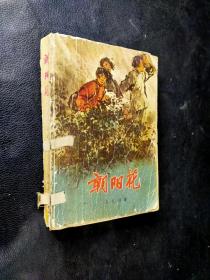 朝阳花 见图