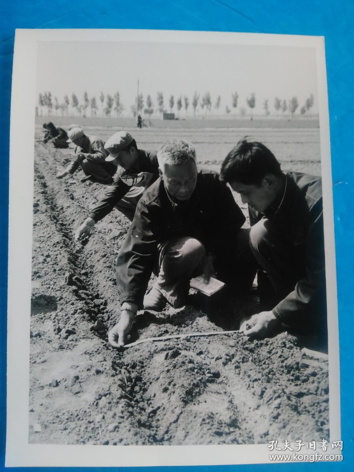 新华社原稿, 原版新闻照片《何横城大队科学种田创新路》河北省成安县