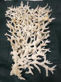 天然深海白珊瑚樹