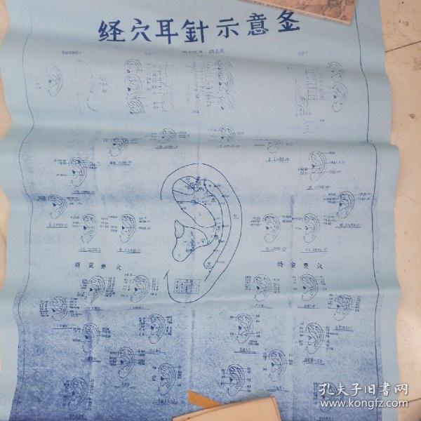 经穴耳针示意图