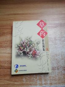 草药彩色图集1