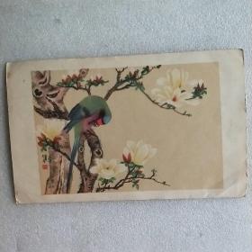 32开鹦鹉玉兰贺年画片(1958年)