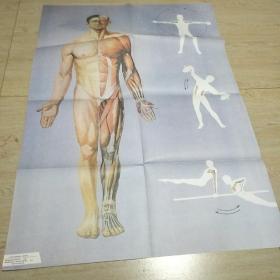 人体的外形和肌肉（前面观）  挂图