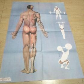 人体的外形和肌肉（后面观）  挂图
