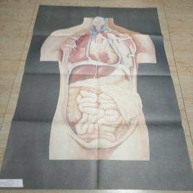 人体的内部器官  挂图