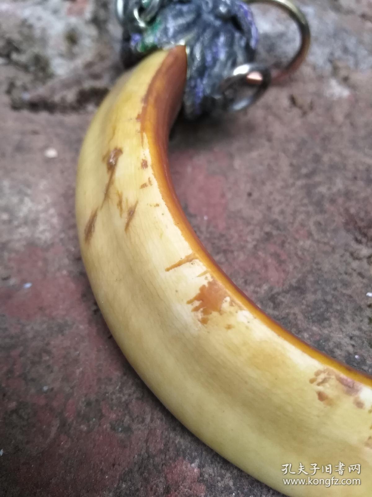 正宗野猪牙吊坠野猪獠牙手把件