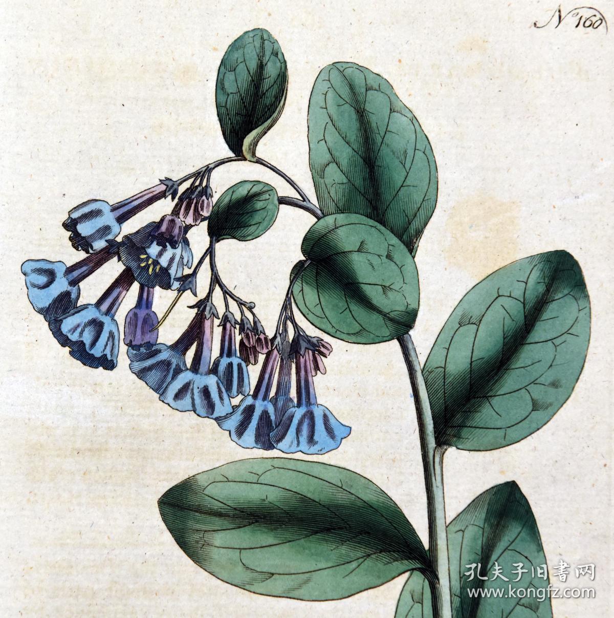 稀有1791年柯蒂斯植物160号-弗吉利亚风铃草,精美英国铜版画-手工上色