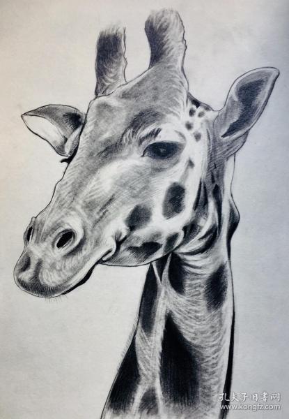 长颈鹿素描原画作品