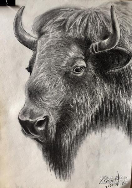 牛素描原画作品